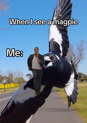 Encountering Magpies in Australia: A Fun Experience