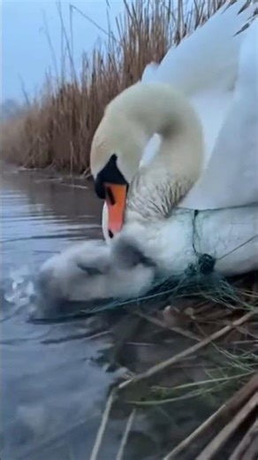 Mute Swan Rescues Cygnet from Net in Icy River #Wildlife #NatGeo #Rescue
