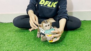 8.4K views · 793 reactions | Smart Baby Mino Request Mommy To Eat Candy In The Box | Monkey Kid | Facebook