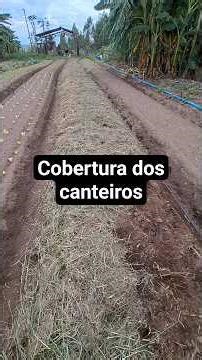 Cobertura morta nos canteiros #roça #sitio #vidanaroça #horta