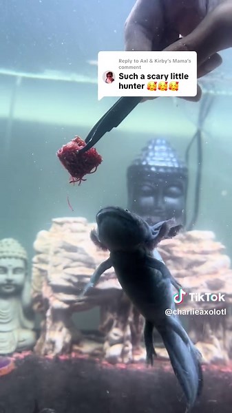 Dinner Menu Featuring Blood Worms for Axolotls