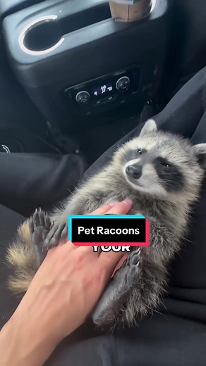 Introducing the mischievous Raccoon! 🦝🥰