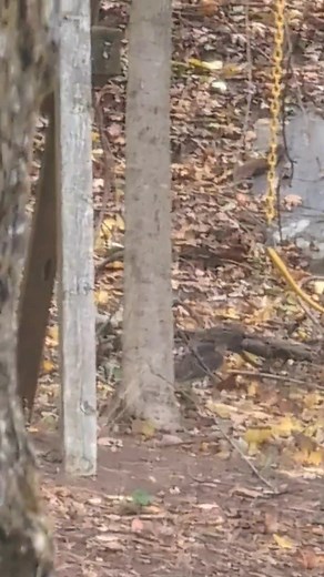 Not great and from far away but it's a red tailed hawk I believe that got something | Jim Stanton