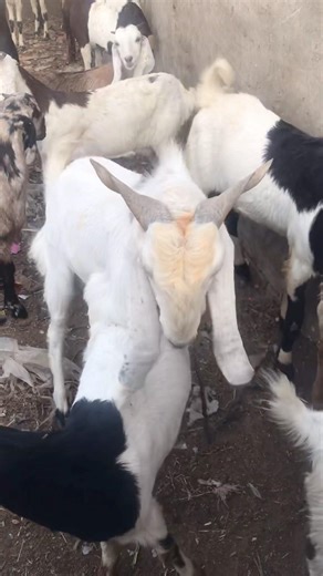 وقت ممتع مع الماعز #bakaraykimasti #goatmeat #animals goat meeting goat farm goat meet-up #bakra