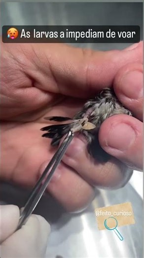 Larvas Parasitas Devorando Beija-Flor Por Dentro #wildlife #parasites #rescue