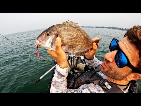 How To Catch JUMBO Porgy On Artificial Lures
