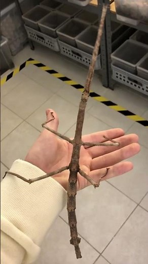 Beautiful Animal Transformation! #animals #animallife #shorts