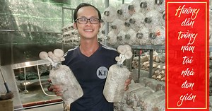 Hướng dẫn cách trồng nấm tại nhà đơn giản đạt hiệu quả cao
