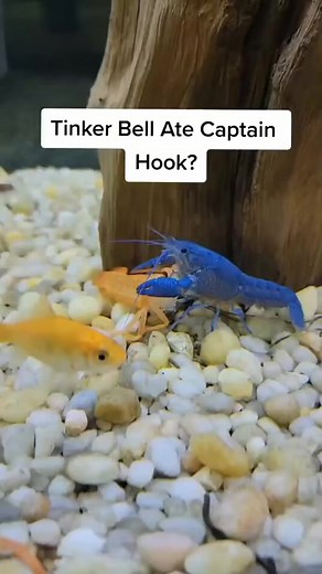 Tinkerbell Ate Her Boyfriend Captain Hook! 😱 #fishtank #lobster #foryou | Fish With Tony Mustache
