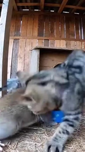 The rat boasts of its cunning, while the cat snatches the food from its mouth. #Chinese Li Hua. #The deceptive behaviors of animals.