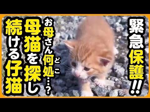 [Kitten rescue] Where's the mother? We rescued a wandering kitten who got separated from its moth...