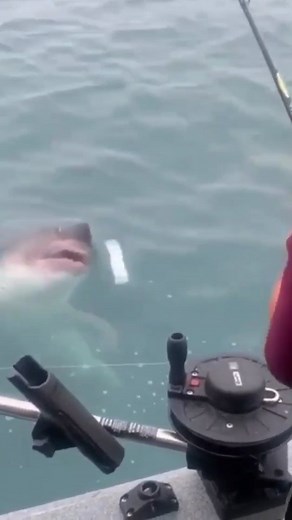 Nature Is Metal on Instagram: "Not So Fast • 📽 by @nickgray999 Salmon shark, gatekeeper of the ocean. The salmon shark is a species of mackerel shark found mainly in the northern Pacific Ocean. They spend their entire lives in the cold waters above the 40th parallel north. There are only a few species of fish that are capable of regulating their body temperature, and salmon sharks are one of them. This is all thanks to a complex series of arteries and veins that act as a countercurrent heat exc