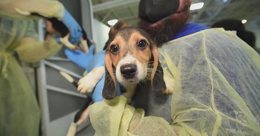 20 beagles headed to Philadelphia region after Humane Society of the United States rescue