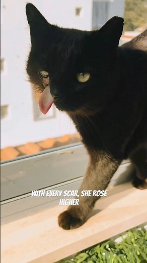 Raven the warrior princess!! #sunday #shorts #rising #blackcat #cat