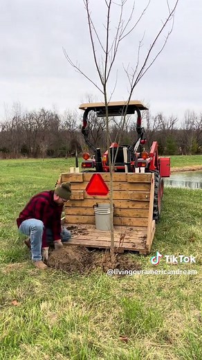 Best Time to Plant Trees: A Guide to Transplanting and Tree Planting
