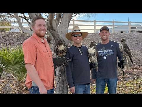 Trapping Wild Red-Tailed Hawks for Falconry!