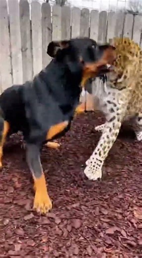 Leopard vs Rottweiler: Who is the Real King? 🐆🐾