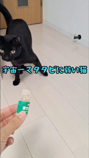 【宇宙一マタタビに弱い猫】なぜこーなる？ #ねこ #マタタビと猫 #保護猫との暮らし #cat #毎日投稿挑戦中