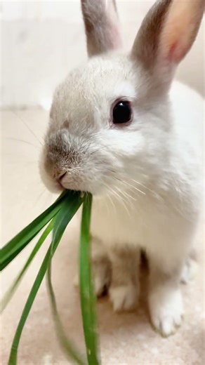 INTENSE Grinding Sounds!🌿🔊Rabbit eating High-Fiber Grass.#asmr #rabbiteating #shorts #satisfying