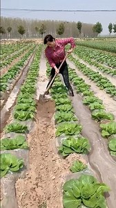 菜園に小さな溝を掘って水をやる