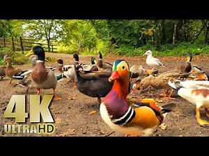 Adorable Ducks Feeding by the Lake - Nature Relaxation Video - 4K - No Music