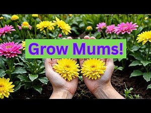 Choose the Right Mum Variety and Save Hundreds