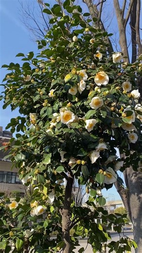 White camellia (samurai flower) falls whole, including the entire flower head), Central Japan