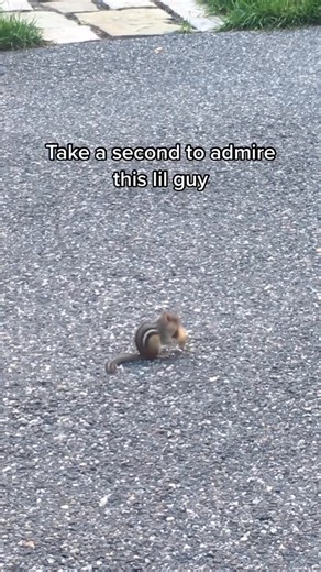 Chip chipperson - 7006785549855984901 . #animals #cute #chipmunk #critter | Tails Up