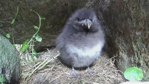 Puffin Watch: We have a winner! Willie and Millie's new puffling has a name