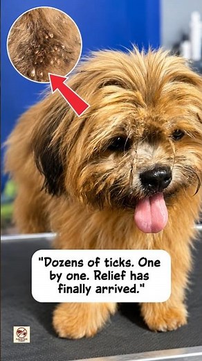 Dozens of Ticks Removed From Dog One by One Satisfying & Sad