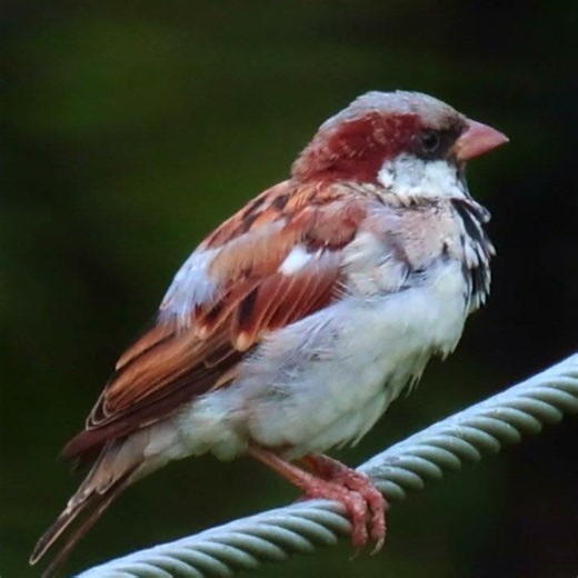 Adorable House Sparrow Up Close | Canon R6 Mark II + RF800 F11 | Birds in My Backyard