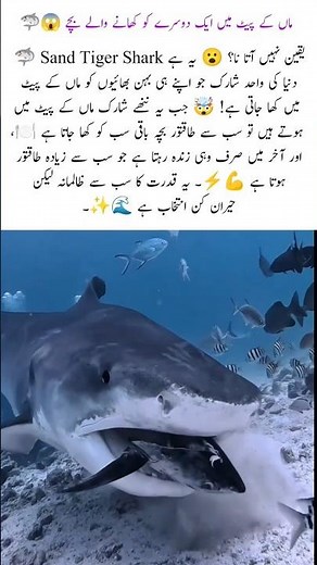 why Sand Tiger Shark babies eats each other in mother womb #sandtigershark #nature #wildlife #shorts