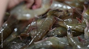 The footage of Fresh giant shrimps for Cooking and Sale in the fresh street food market. Giant Freshwater River Prawn in Seafood Restaurant.