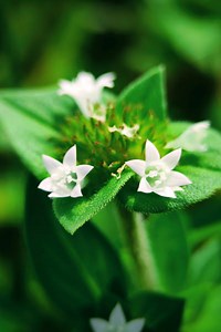 Medicinal Herbs 101: Rough Mexican Clover or Florida pusley | The Weeds and Seeds Guy