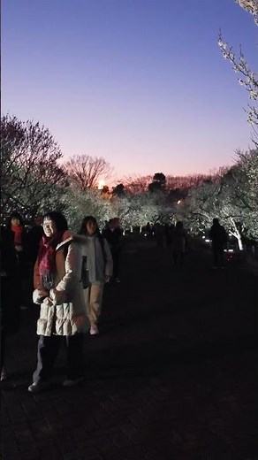 府中市郷土の森 梅まつり ライトアップ｜Fuchu Forest Illumination Plum Festival #郷土の森#梅まつり#イルミネーション