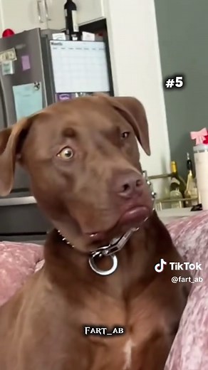 Funny Dog's Hilarious Reaction to Farting