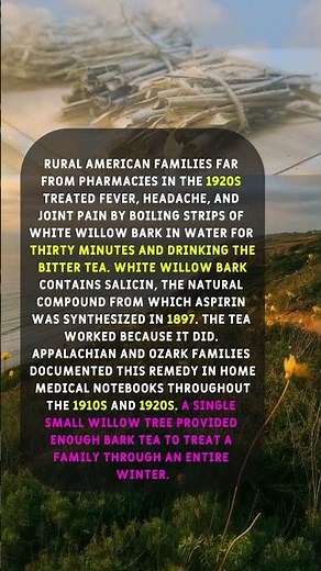 How 1920s American Rural Families Made Their Own Aspirin From Willow Bark Tea.