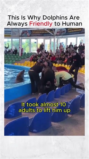This Is Why Dolphins Are Always Friendly to Humans 🐬❤️ #Dolphins #Nature #shortsfeed