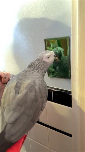 Apollo's Learning the Light Switch 💡