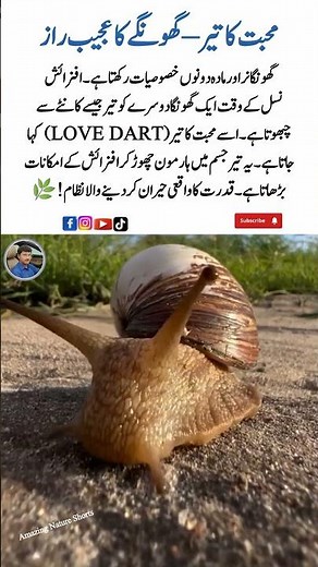 🐌💘 Love Arrow – The Weird Secret of Snails | AmazingNatureShorts #SnailLove #Wildlife #shorts