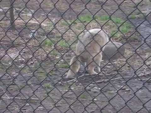 Wolf Pooping