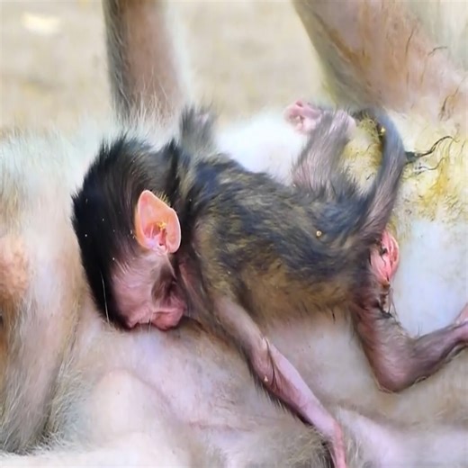 3# Aba-n-don baby monkey look to weak so hungry #newbornbaby | Avata Monkey II
