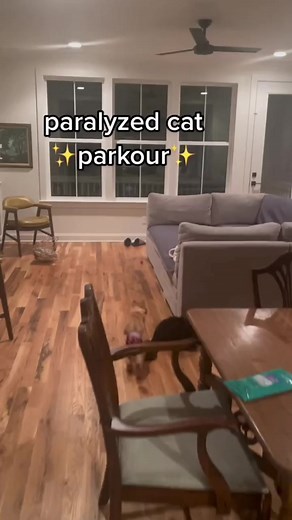9.7K views · 1.1K reactions | My partially paralyzed cat, cappy, demonstrates that disabled pets can live a happy and healthy life. #parkour | Katie Beth Miedaner Fan | Facebook