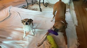 Good Friday Morning 7/23/2021!! OMD!! MY sister Sophie had a tummy ache from 1:30-3:30 this morning and I was her nurse!! I made sure MY Mom got out of bed to tend to her, give her a little goat’s milk and walk her around the yard. She’s all better this morning and MY Mom cooked her a Chicken/Rabbit combo. Everyone have a GREAT Friday! | Brewster