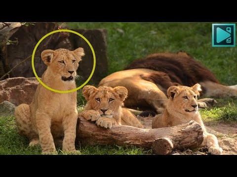 How to CIRCLE something in VSDC Video Editor