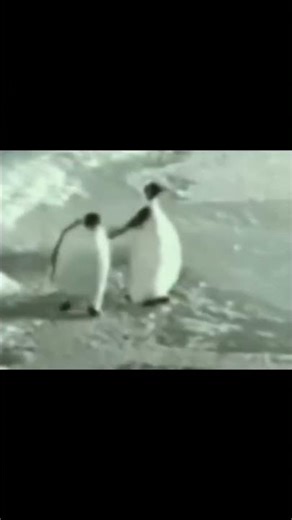 penguin slap other penguin #fyp #viral #reels #funny #memes
