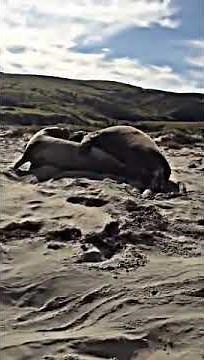 Mating Elephant Seals