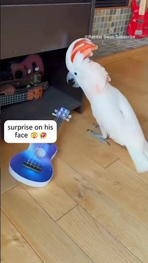 Childish Parrot Throws a Tantrum! Crazy parrot#parrots#funnyparrots #pet #foryou #US #funnybird