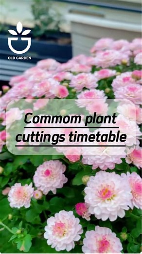 Oldgarden Official on Instagram: "Common plant cuttings timetable #garden #gardening #gardencare #gardenlover #gardentips #planting #plantcare #plant #plants #plantcaretips"