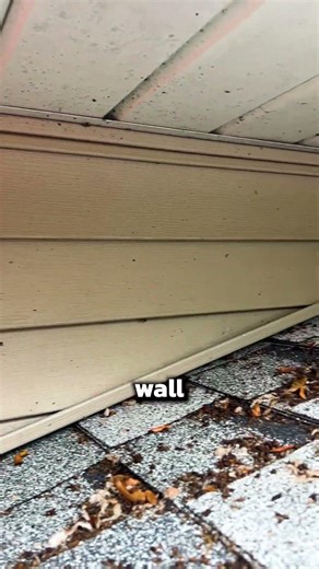 Signs of a Bat Infestation in Your Home